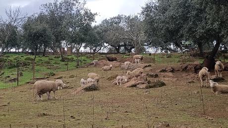 Ruta de los 12 Apóstoles 2025