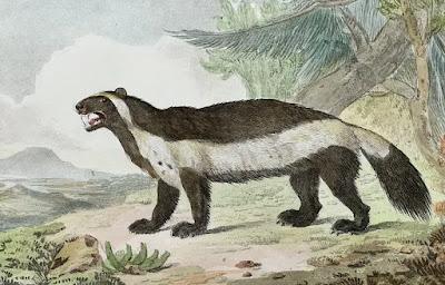 El glotón: feroz depredador de tierras árticas