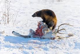 El glotón: feroz depredador de tierras árticas