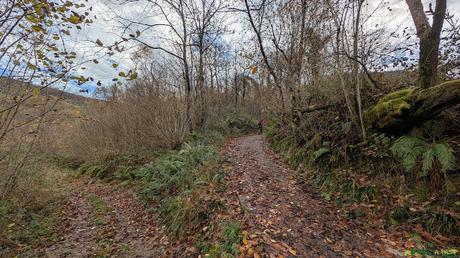 Nuevo cruce en bosque hacia Ladines