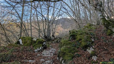 Tramo de bosque saliendo de Faisaldes