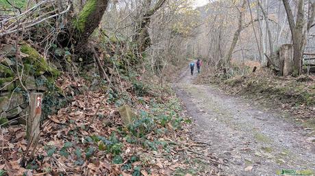 Camino por bosque entre Ladines y Faidiellu