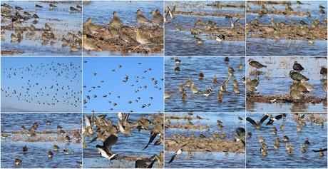 Chorlitos y avefrías en el Delta del LLobregat Chorlitos y avefrías en el Delta del LLobregat