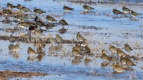 Chorlitos y avefrías en el Delta del LLobregat