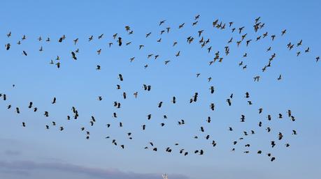 Chorlitos y avefrías en el Delta del LLobregat Chorlitos y avefrías en el Delta del LLobregat