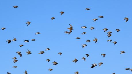 Chorlitos y avefrías en el Delta del LLobregat Chorlitos y avefrías en el Delta del LLobregat