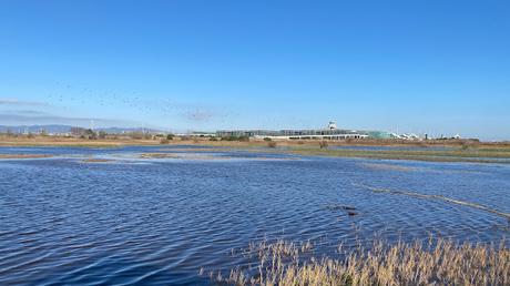 Chorlitos y avefrías en el Delta del LLobregat Chorlitos y avefrías en el Delta del LLobregat