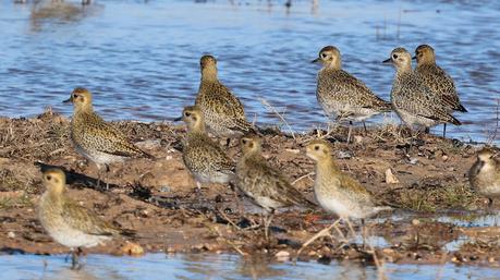 Chorlitos y avefrías en el Delta del LLobregat Chorlitos y avefrías en el Delta del LLobregat