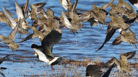 Chorlitos y avefrías en el Delta del LLobregat Chorlitos y avefrías en el Delta del LLobregat