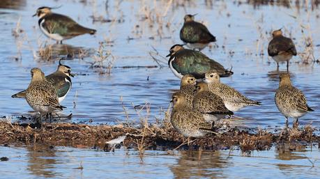 Chorlitos y avefrías en el Delta del LLobregat Chorlitos y avefrías en el Delta del LLobregat