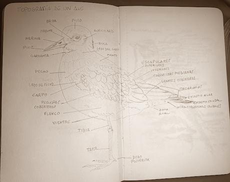 Topografía de un ave en mis cuadernos