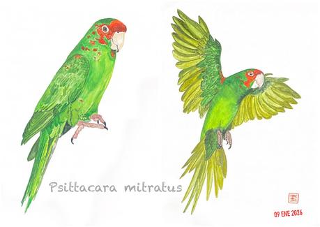 Cercetas, Agachadizas y Aratingas de paso