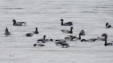 POR LAS MARISMAS DE SANTOÑA