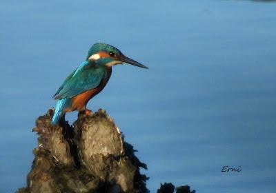POR LAS MARISMAS DE SANTOÑA
