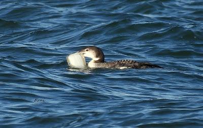 POR LAS MARISMAS DE SANTOÑA