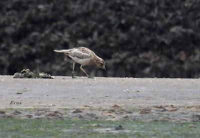POR LAS MARISMAS DE SANTOÑA