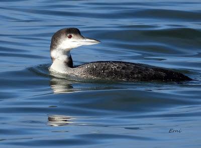 POR LAS MARISMAS DE SANTOÑA