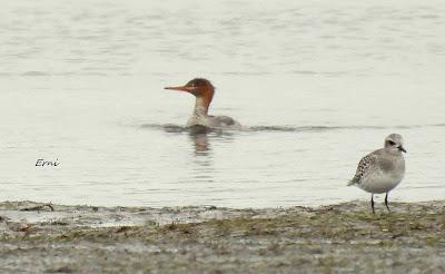 POR LAS MARISMAS DE SANTOÑA