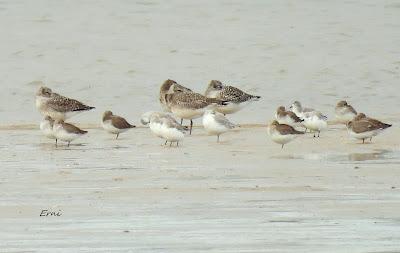 POR LAS MARISMAS DE SANTOÑA