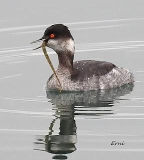 POR LAS MARISMAS DE SANTOÑA