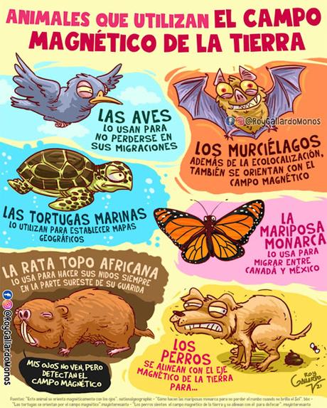 animales que utilizan el campo magnĂŠtico de la tierra animales que utilizan el campo magnĂŠtico de la tierra