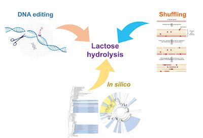 Cazando nuevas lactasas: entre la evolución dirigida y la bioinformática