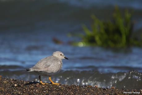 Chorlito ceniciento (Pluvianellus socialis)