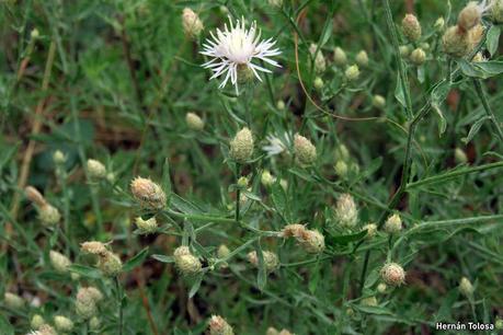 Abrepuño blanco (Centaurea diffusa)