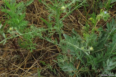 Abrepuño blanco (Centaurea diffusa)