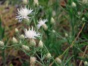 Abrepuño blanco (Centaurea diffusa)