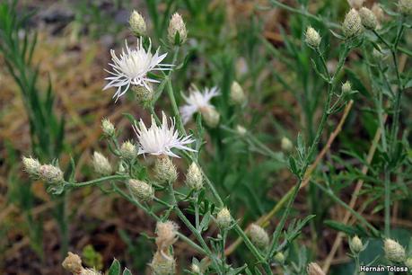 Abrepuño blanco (Centaurea diffusa)
