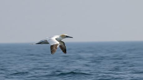 Alcatraces de Barcelona