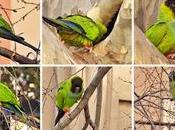 Aratinga nenday