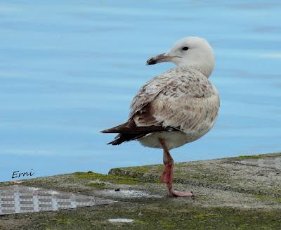 UN PENSAMIENTO AL AIRE