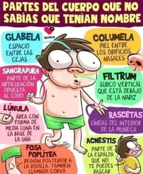 Partes del cuerpo que no sabĂas tenĂan nombre Partes del cuerpo que no sabĂas tenĂan nombre