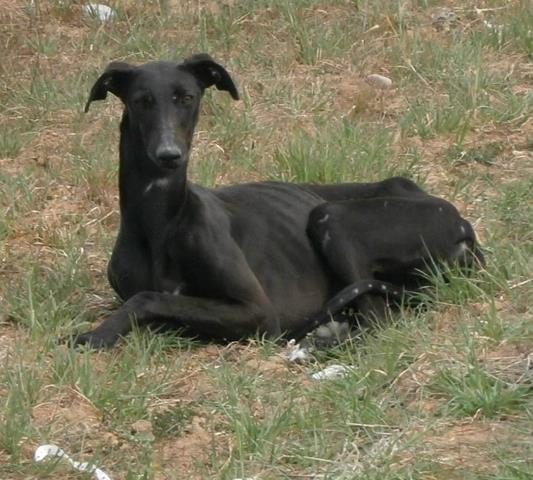 TOLEDO. Zora: cuando ya no queda más que morir....... y sin embargo .......
