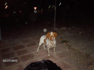 SEVILLA, URGENTE!!! BRETÓN HERIDO EN LA CALLE.