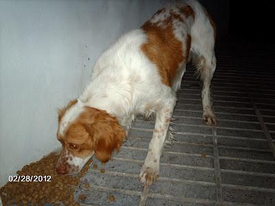 SEVILLA, URGENTE!!! BRETÓN HERIDO EN LA CALLE.