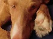 Cala, hermosa podenca adopción, (MURCIA)‏ URGENTE PERRERA!!