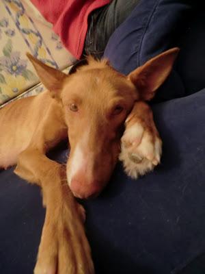 Cala, hermosa podenca 1a en adopción, (MURCIA)‏ URGENTE VA A LA PERRERA!!