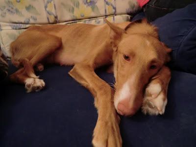 Cala, hermosa podenca 1a en adopción, (MURCIA)‏ URGENTE VA A LA PERRERA!!