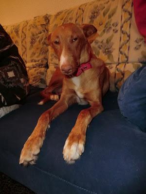 Cala, hermosa podenca 1a en adopción, (MURCIA)‏ URGENTE VA A LA PERRERA!!