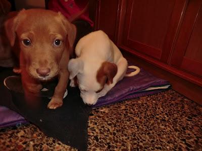 EL LUNES 26 VAN A LA PERRERA!!! 7 cachorros, MURCIA‏