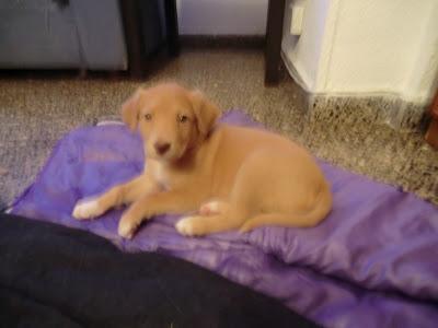 EL LUNES 26 VAN A LA PERRERA!!! 7 cachorros, MURCIA‏