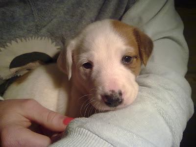 EL LUNES 26 VAN A LA PERRERA!!! 7 cachorros, MURCIA‏