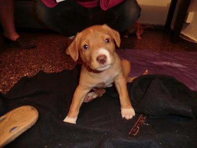 EL LUNES 26 VAN A LA PERRERA!!! 7 cachorros, MURCIA‏