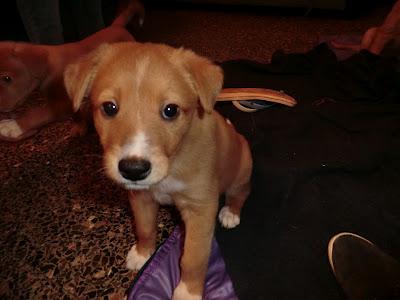 EL LUNES 26 VAN A LA PERRERA!!! 7 cachorros, MURCIA‏