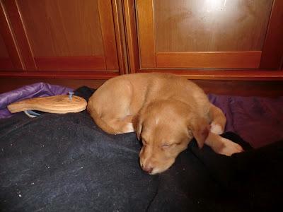 EL LUNES 26 VAN A LA PERRERA!!! 7 cachorros, MURCIA‏