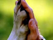 Ayuda Animales Damnificados