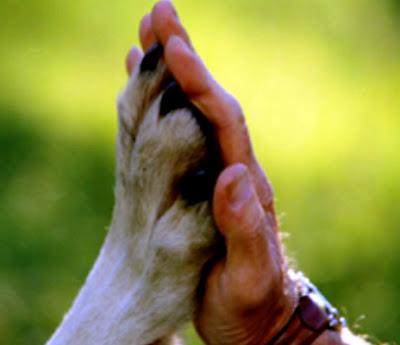 Ayuda a Animales Damnificados